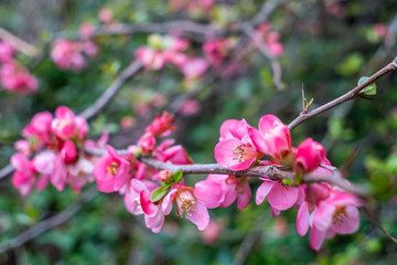 Bright pink tree blossoms in early spring
