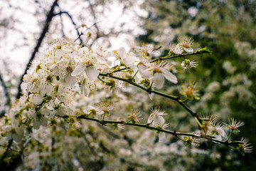White tree blossoms against tree branches in early spring