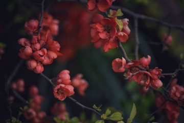 Japanese quince blooms