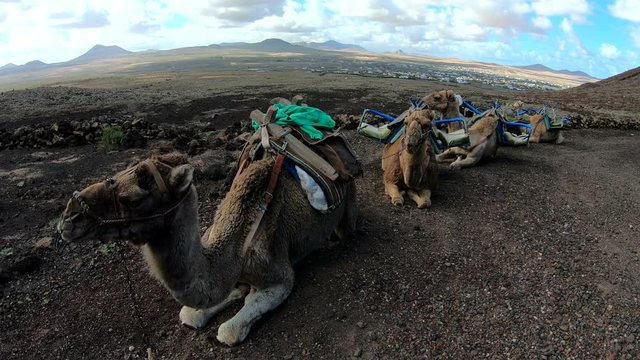 Kamele, Dromedare, Lastentr&auml;ger, Fuerteventura, Vulkanlandschaft, Tourismus, Kanaren, 4K