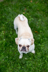 White pug