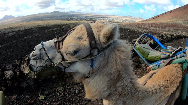Kamele, Dromedare, Lastentr&auml;ger, Fuerteventura, Vulkanlandschaft, Tourismus, Kanaren, 4K