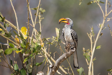 Yellow-Billed Hornbil © Wolfgang Strimmer