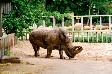 rhinoceros in the beautiful nature looking habitat. Wild animals in captivity. 