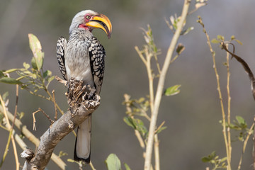Yellow-Billed Hornbil