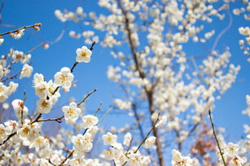 The white apricot flower looks like a beautiful snowflake, and people call it the spring messenger.
