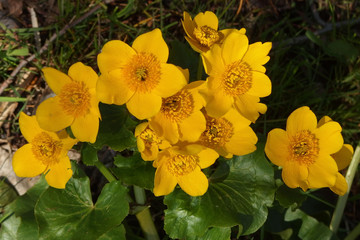 Wiosenne kaczeńce, Knieć błotna (Caltha palustris)