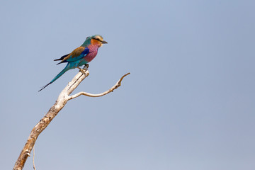 Lilac Breasted Roller