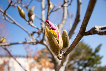 The magnolia liliiflora began to blossom in Daegu, Korea.