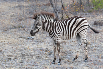young zebra eating grass