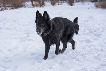 A young black long fur German Shepard dog running around in a sunny winter day pet happiness canine...