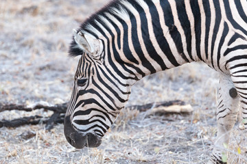 Fototapeta na wymiar close up of eating zebra