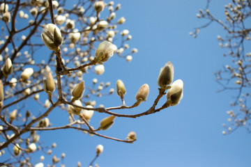The white magnolias began to blossom in Daegu, Korea.