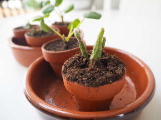 Propagating succulents and cacti in small terracotta pots
