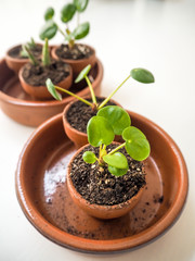 Propagating succulents such as pancake plants in small terracotta pots
