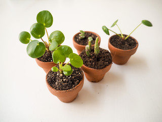 Propagating succulents such as the pancake plant in small terracotta pots