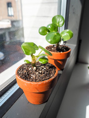Propagating pancake plates in small terracotta pots on the windowsill