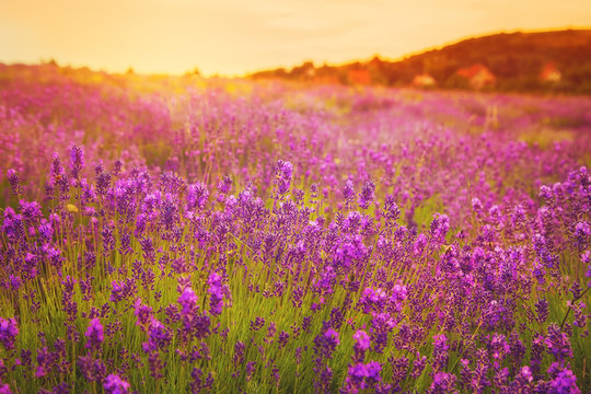 Beautiful lavender field in the sunset in Hungary near Tihany