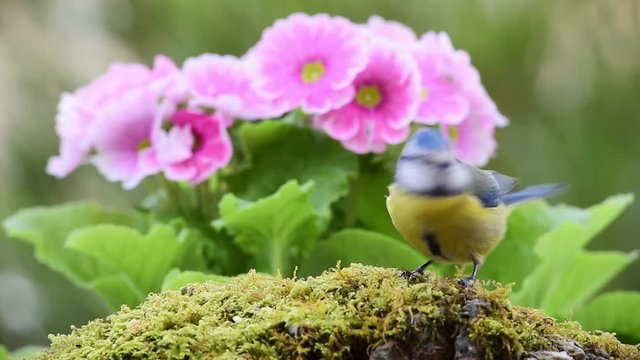 Blue Tit bird eating in nature