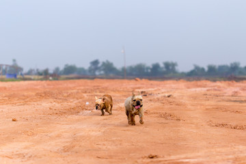 Dirty french bulldog is playing and running in the field.