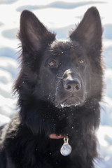 A young black long fur German Shepard dog running around in a sunny winter day pet happiness canine...