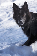 A young black long fur German Shepard dog running around in a sunny winter day pet happiness canine playful
