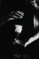 delicate rose in the beautiful hands of a girl, close-up. black and white image