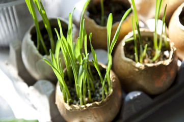 Farming and agriculture, newborn, design and handicraft. Antique, golden decoration, gold egg, fragile and power. Retirement planning and security safeguard. Money and banking, trust fund, fortune.