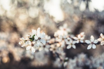 Frühling