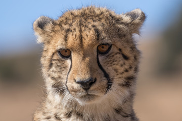 Fototapeta premium Cheetah Young
