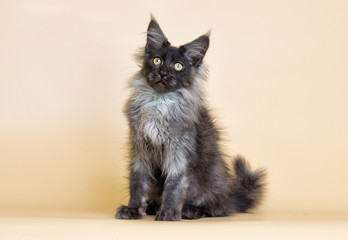 Fototapeta premium gray kitten with maine coon on beige background