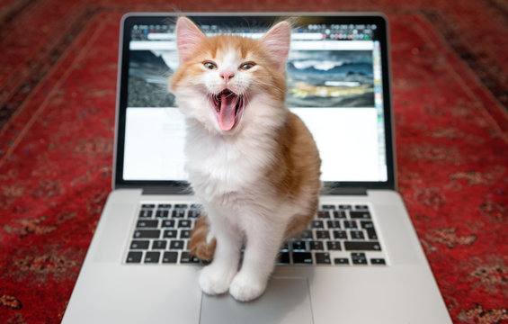 Happy kitten sitting on laptop keyboard