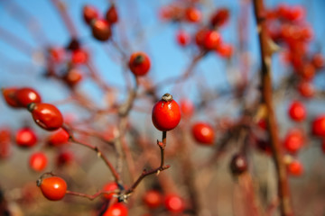 Ripe fruits of wild rose