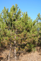 Coniferous and deciduous (mixed) field shelter