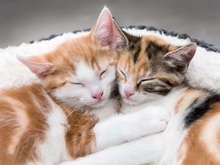 Fototapeta na wymiar Two cute kittens in a fluffy white bed