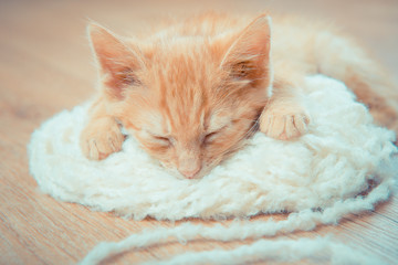 Sleeping kitten. red-haired kitten is asleep. Cute kitten. the kitten lies at home on the carpet