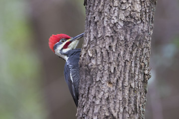 Male pileated-woodpecker 