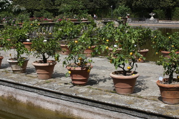 Fototapeta na wymiar Flowerpots with oranges near Fountain of the Ocean in the island 