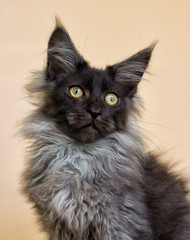 Obraz premium gray kitten with maine coon on beige background