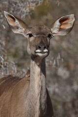 Kudu