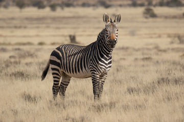 Mountain Zebra