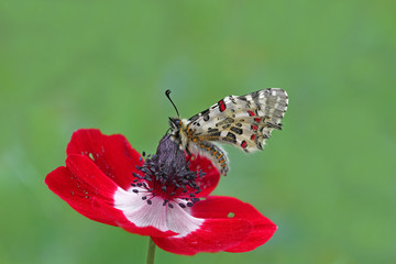 Orman fistosu    Zerynthia cerisyi © mylasa