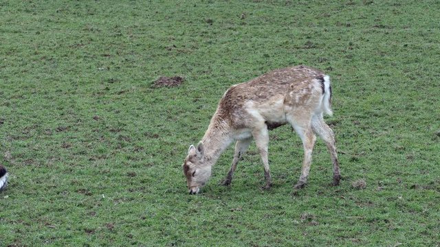 Fallow Deer  dama dama )