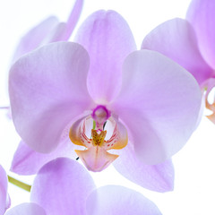 Pinke Orchidee isoliert