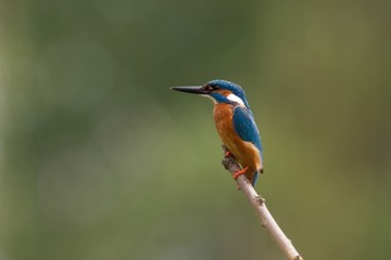 Eisvogel 6