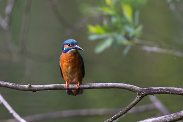 Eisvogel 3