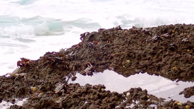 Crabs are sitting on a rock in the surf zone
