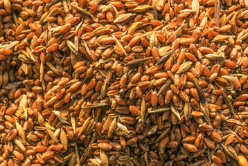 Mixture of different grains, golden wheat grains, background of mixed barley and oat seeds, mixture of cereals for animal feed, yellow corn texture