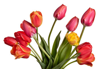 Beautiful flower bouquet from tulips isolated on a white background