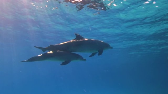Deflinmutter schwimmt mit Baby an der Wasseroberfläche im Roten Meer